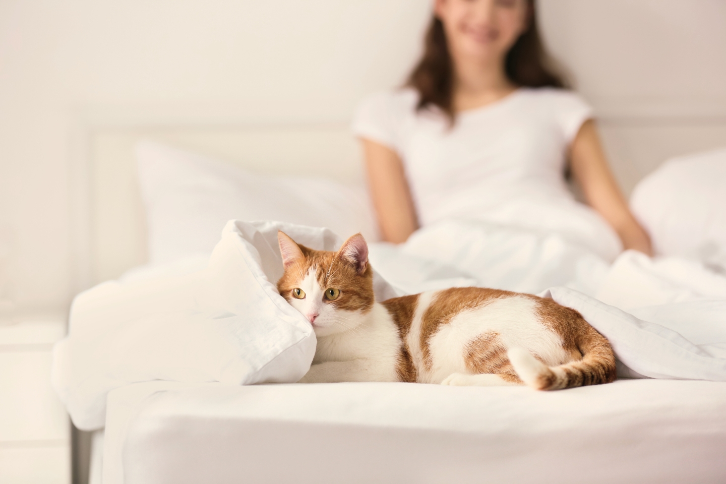 un chat sur un lit enroulé autour d'une couette, en arrière plan, sa maîtresse