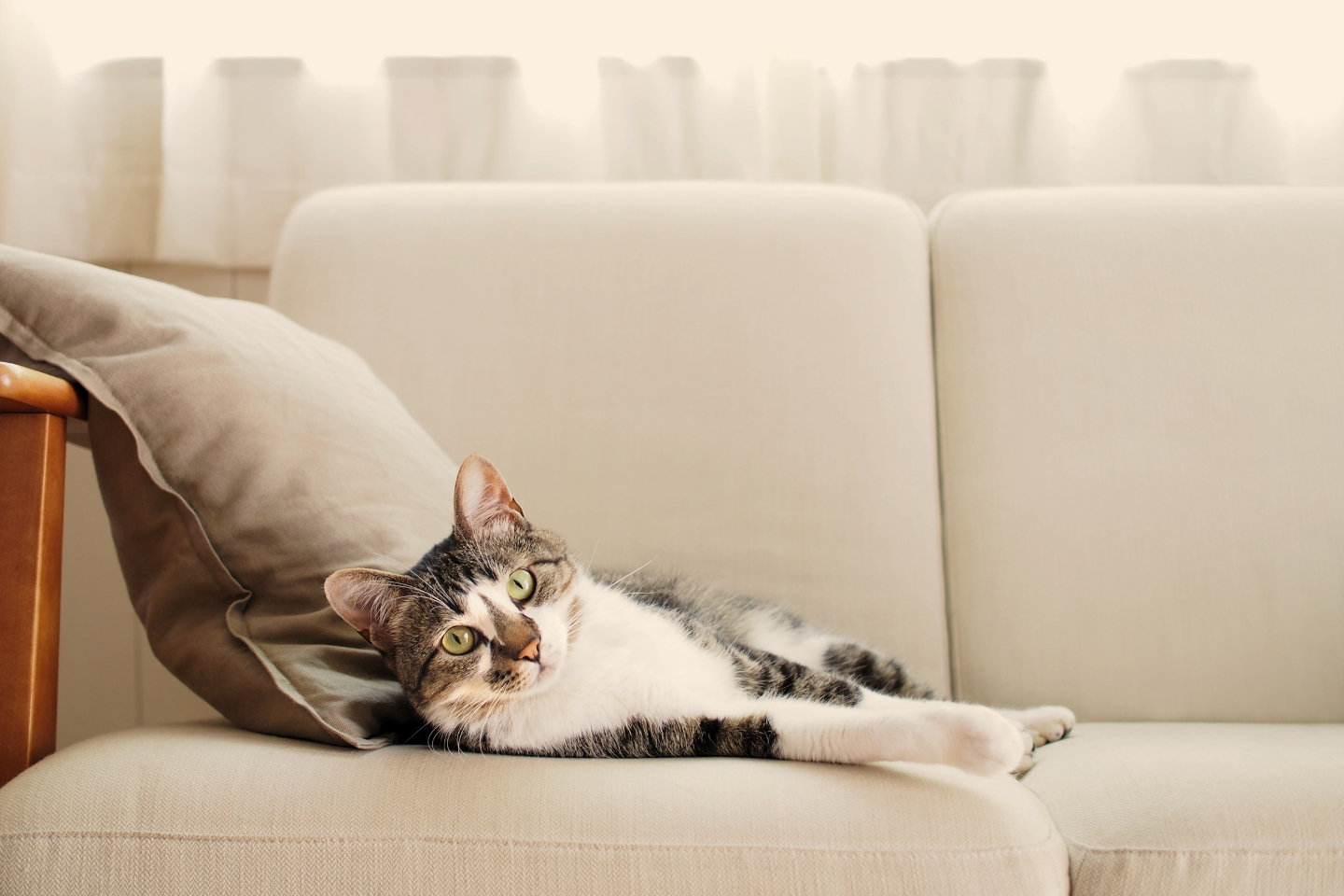 un chat allongé sur un canapé contre un coussin fixe l'objectif