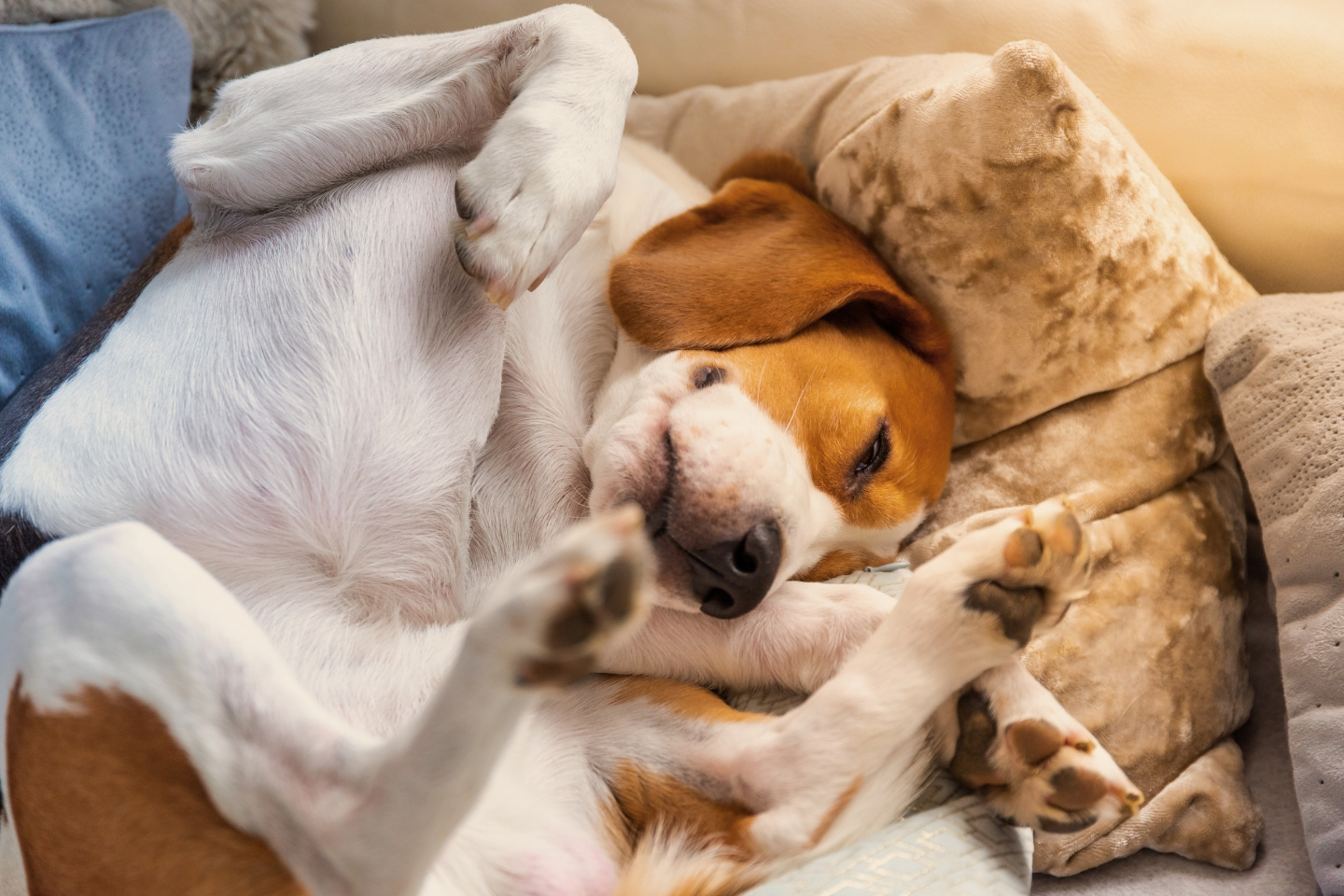 un chien endormi les 4 pattes en l'air, recroquevillé en position de confort dans son panier.