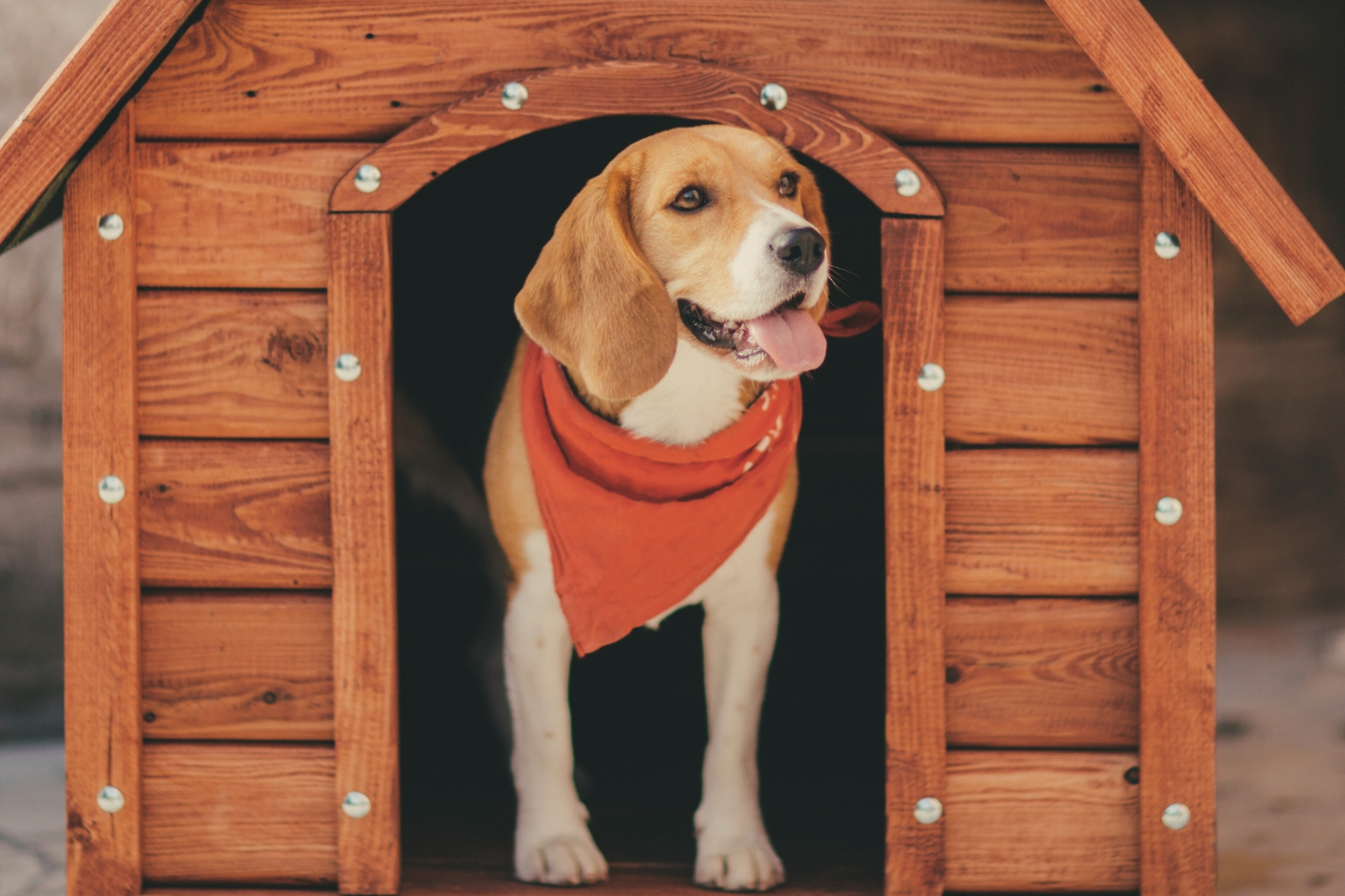 un chien sort la tête part l'entrée de sa niche en bois, il porte un bandana rouge autour du cou
