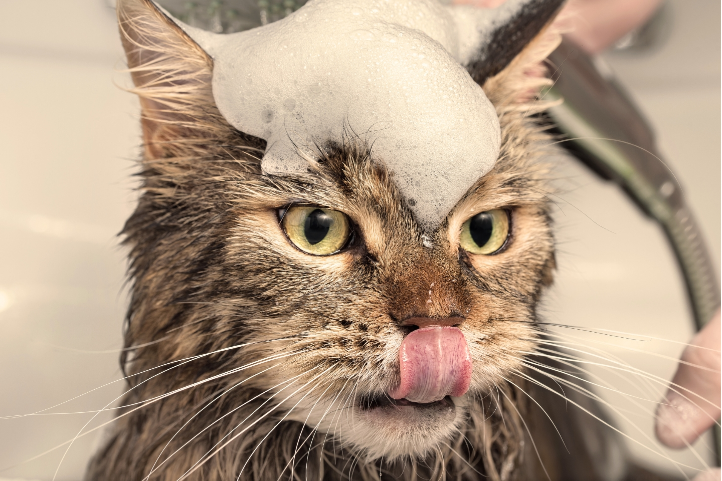un chat mouillé en gros plan tire la langue, il a de la mousse sur le haut du crâne