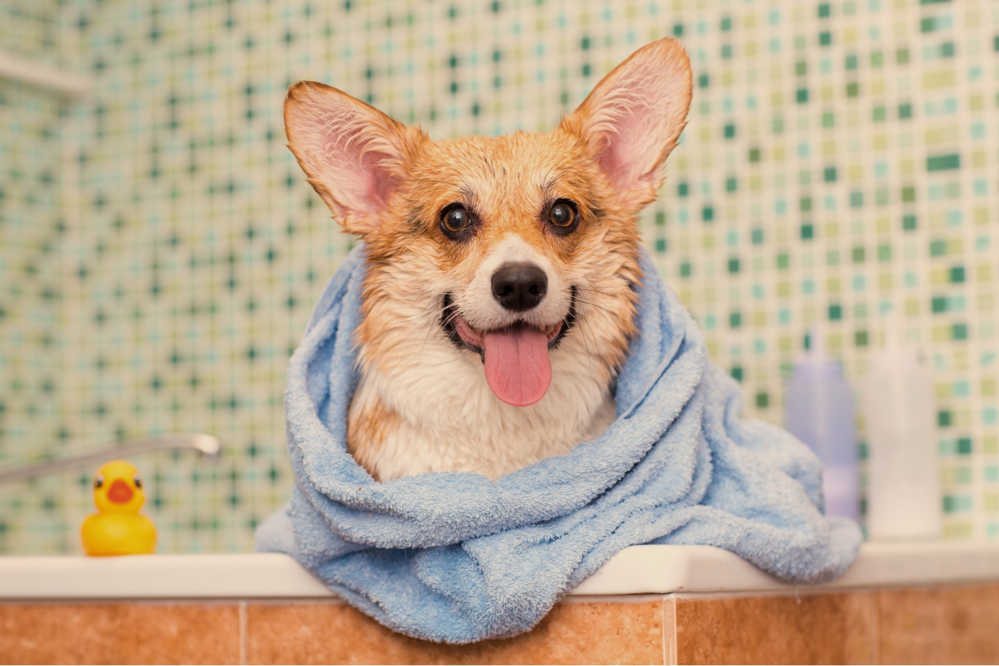 un chien enroulé dans une serviette bleue dans une baignoire. en arrière plan, le mur de mosaïque vert et un canard en plastique jaune