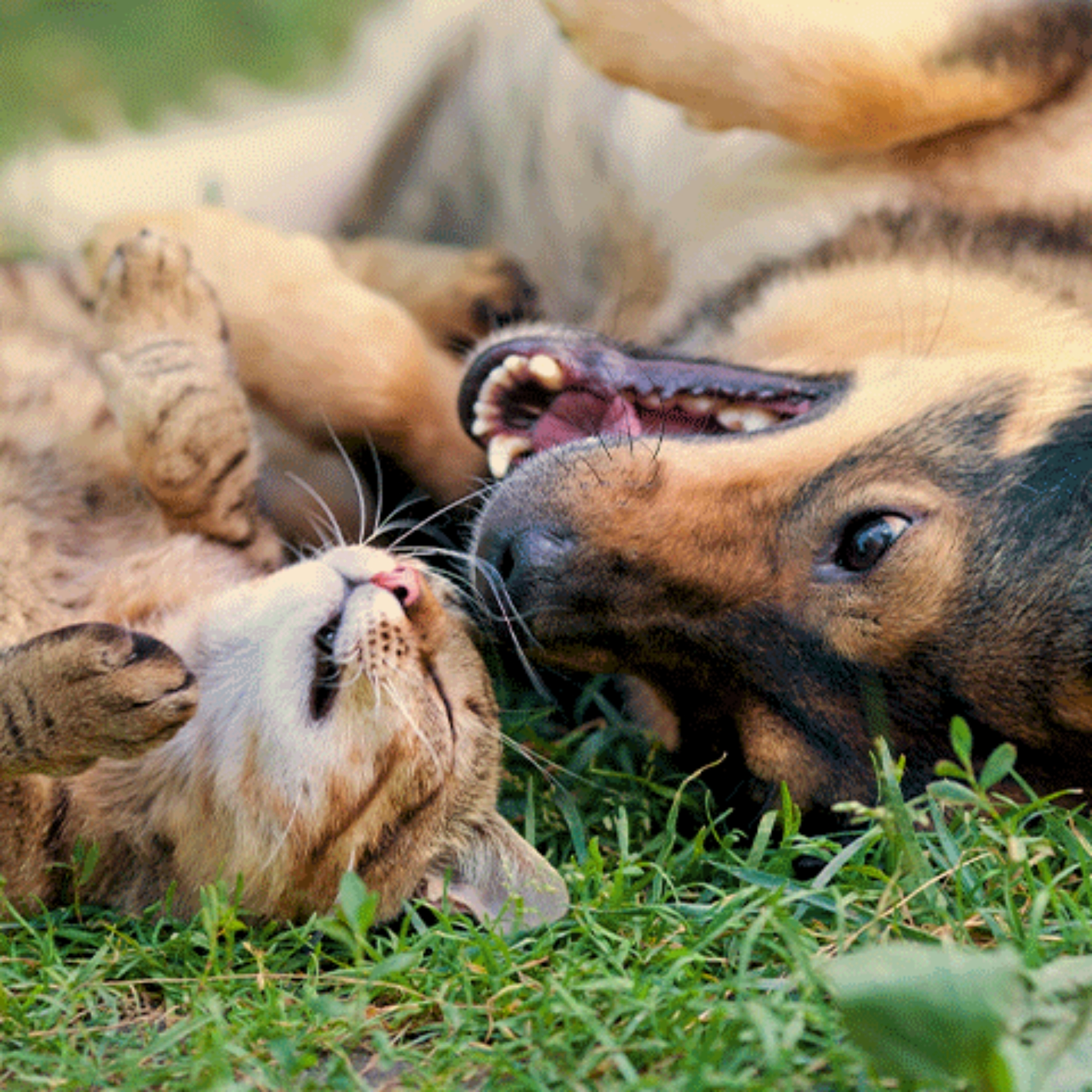 un chien et un chat sont allongés sur le dos dans l'herbe au soleil